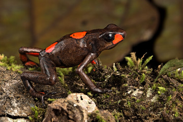 poison dart frog, Oophaga histrionica. The harlequin dartfrog red bullseye morph endemic in the tropical rain forest of Choco Colombia.