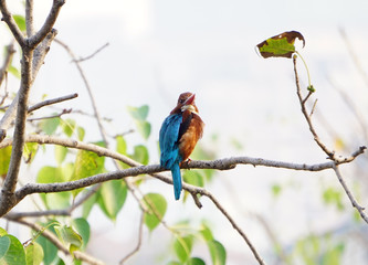 Indian Kingfisher Bird
