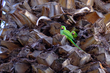 Pair of Alexandrine parakeet nesting in a palm tree in Turkey.  One seen in full, other just head peaking out from whole