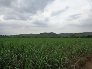 Beautiful Village In The Middle Of The Teak Forest