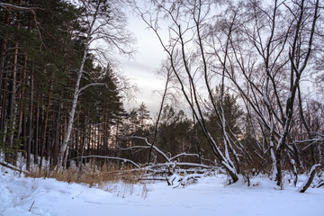 Beaver Dam in winter forest. Fallen tree in the winter forest