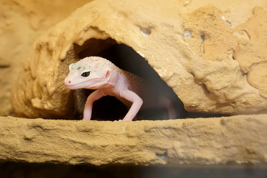 Leopardgecko im Terrarium