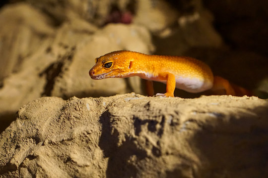 Leopardgecko im Terrarium