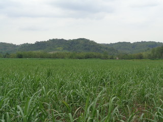 Beautiful Village In The Middle Of The Teak Forest