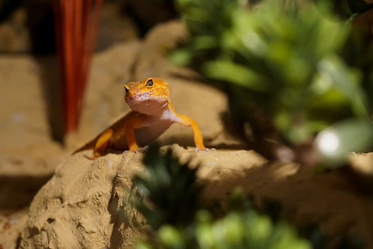 Leopardgecko im Terrarium