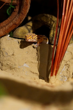 Leopardgecko im Terrarium