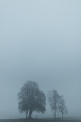 B&auml;ume im Nebel