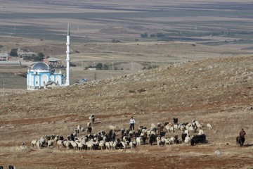 berger en Anatolie, Turquie