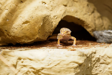 Leopardgecko im Terrarium