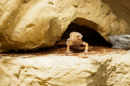 Leopardgecko im Terrarium