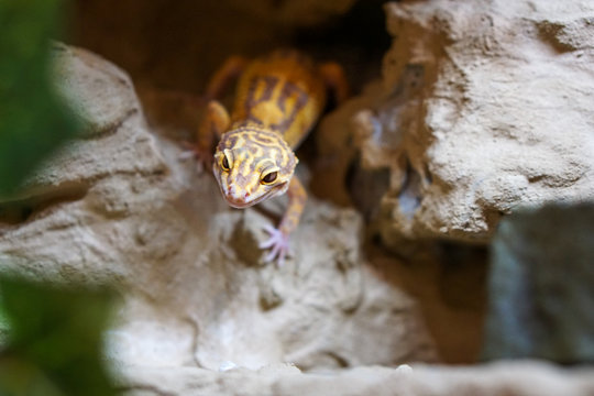 Leopardgecko im Terrarium