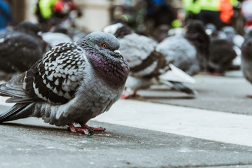 fat pigeon