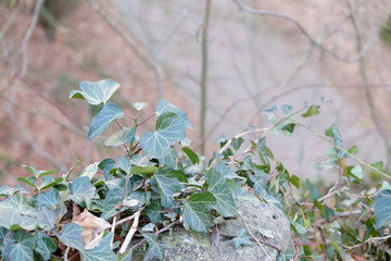white flowers in the garden