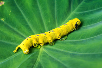 Ghost face hawk moth / beautiful yellow insect