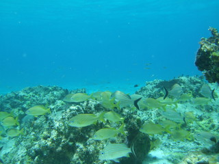 Mexico Cozumel Summer Under water Malinelife Snappers
