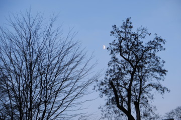 moon between trees
