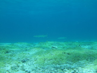 Fototapeta na wymiar Mexico Cozumel Summer Under water Malinelife halfbeak