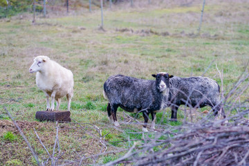 rural in the fall, three sheep in the enclosure, two dark gray and one white;