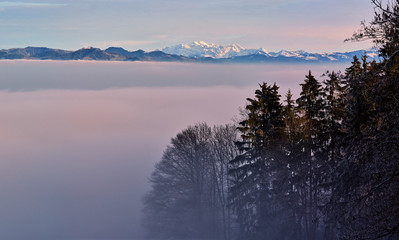 Foggy misty forest landscape with old fir trees catching the last sunlight and the Glarus alps with snow covered mount Saentis at sunset in winter.