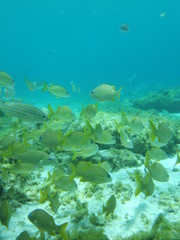 Fototapeta na wymiar Mexico Cozumel Summer Under water Malinelife Snappers