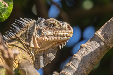 iguane