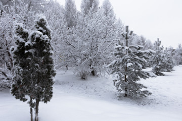 Trees in the city park are shrouded in fluffy  hoarfrost and snow. Beautiful winter landscape.