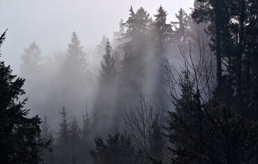 Dreamy misty forest landscape with silhouettes of old fir trees cutting the sunlight creating beams...