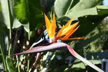 Fototapeta na wymiar Bird of paradise flowering plant Strelitzia reginae