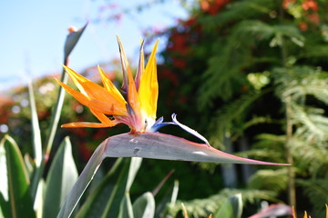 Obraz premium Bird of paradise flowering plant Strelitzia reginae