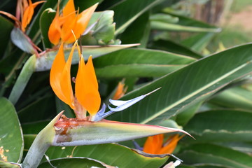 Bird of paradise flowering plant Strelitzia reginae
