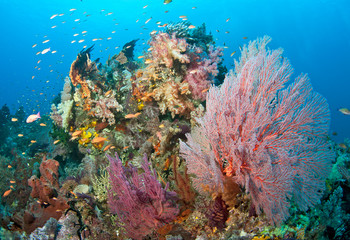 Fototapeta na wymiar Healthy coral and fish