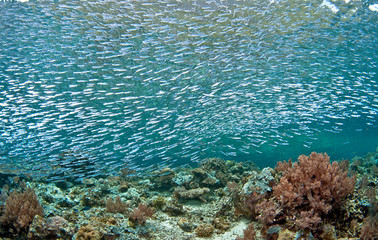 Healthy school of glassfish on reef