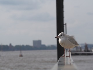 Obraz premium OLYMPUS DIGITAL CAMERA