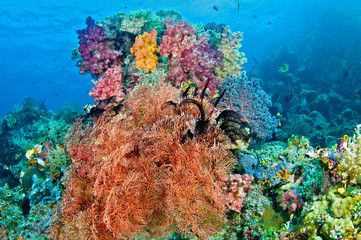 Naklejka na ściany i meble Black crinoid on colorful coral