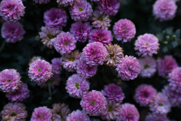 Fototapeta na wymiar Chrysanthemen 