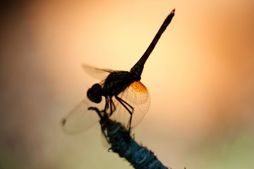 Insect