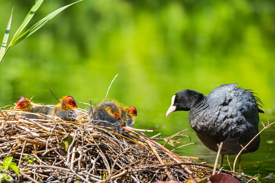 Closeup of a nest with Eurasian coot, Fulica atra, chicks