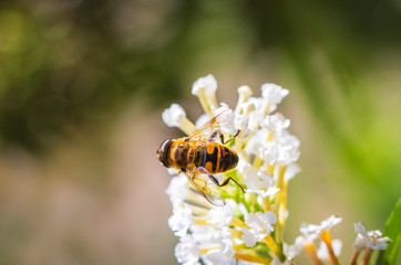 Myathropa florea hoverfly pollination on white flowers