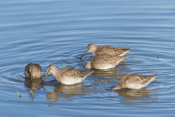Many sandpipers foraging for food in a shallow marsh along coastal Southern California.