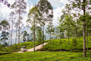 Tea plantation in famous tea region of Nuwara Eliya in Sri Lanka. Lush green tea field and some high trees. Workers picking tea. Small truck passing though the field.
