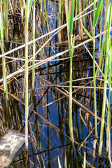 Common reed stems in the water and water surface reflections at Dragoman natural karst Marsh in Bulgaria