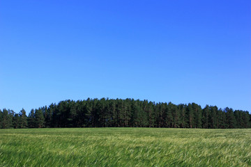 Green field of rye ears