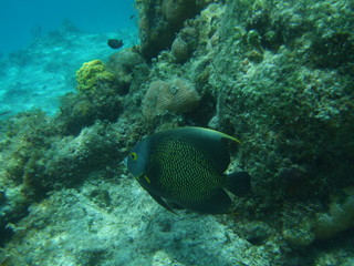Fototapeta na wymiar Mexico Cozumel Summer Under water Malinelife Angelfish