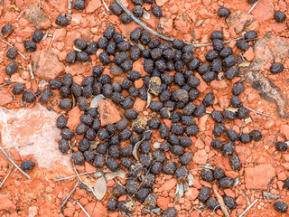 Deer scat, Arizona