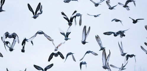 set of silhouettes of birds