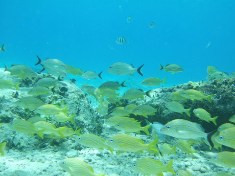 Mexico Cozumel Summer Under water Malinelife Snappers