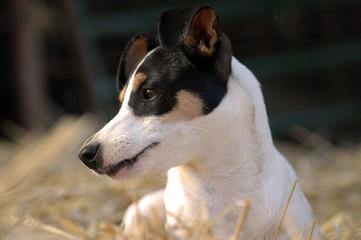 jack russel portrait