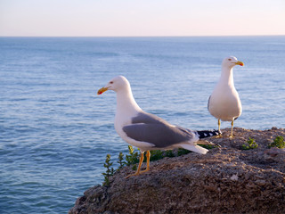Gaviotas en la bahía de Cádiz, Andalucía. España. Europa