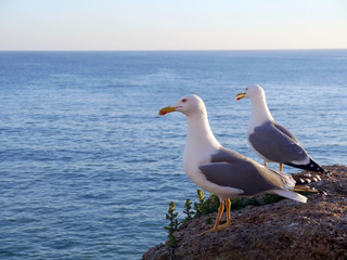 Obraz premium Gaviotas en la bahía de Cádiz, Andalucía. España. Europa