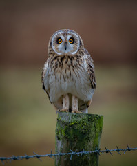 Short Eared Owl
